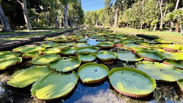 Pamplemousses 植物園巨型睡蓮池與園區步道，適合植物攝影與親子遊覽