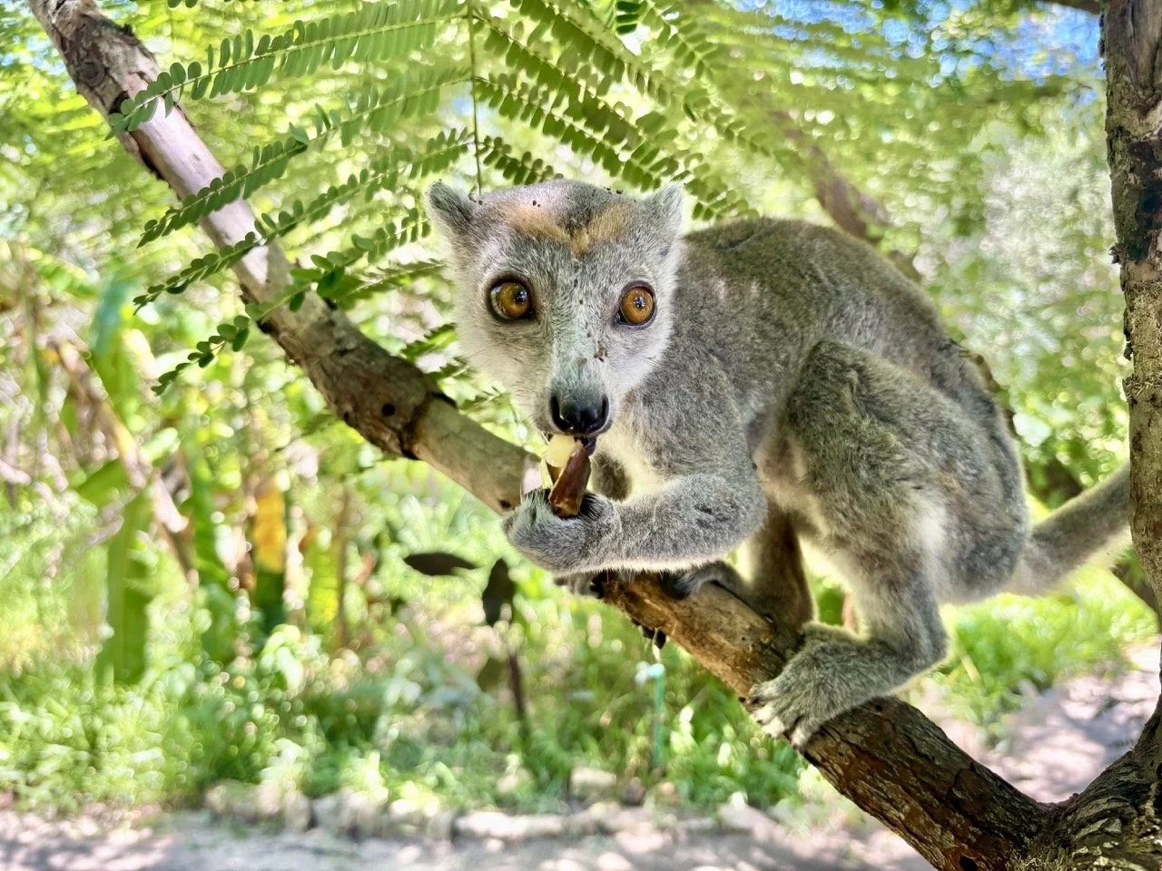 Zazamalala Park 日間狐猴觀察與自然棲地攝影，Morondava 野生動物亮點；Daytime lemur observation in Zazamalala Park, Morondava wildlife highlight.
