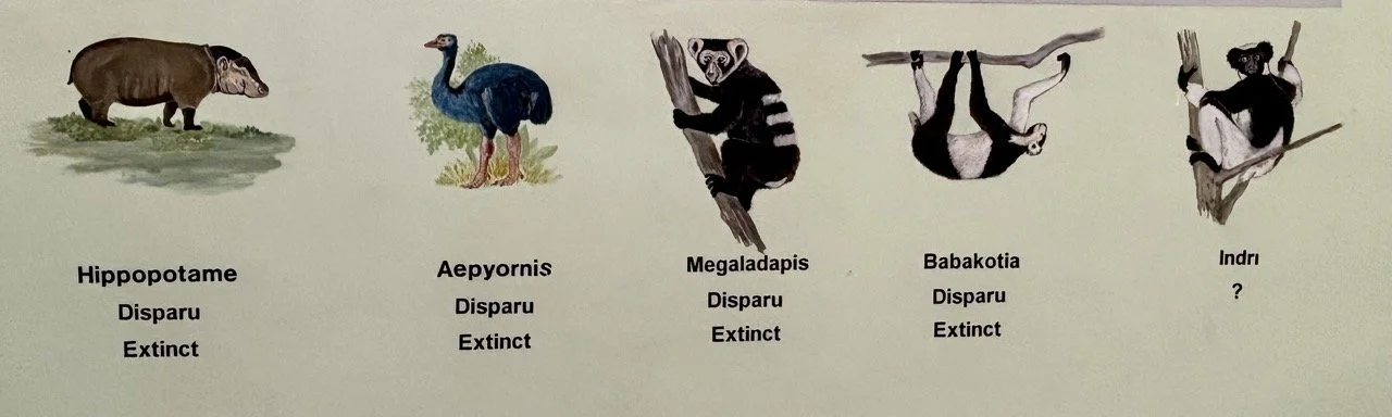 安達西貝 Indri 吼猴清晨合唱，Andasibe 最具代表性的野生動物視覺與聲景；Indri dawn chorus at Andasibe, iconic wildlife audio‑visual moment in Madagascar.