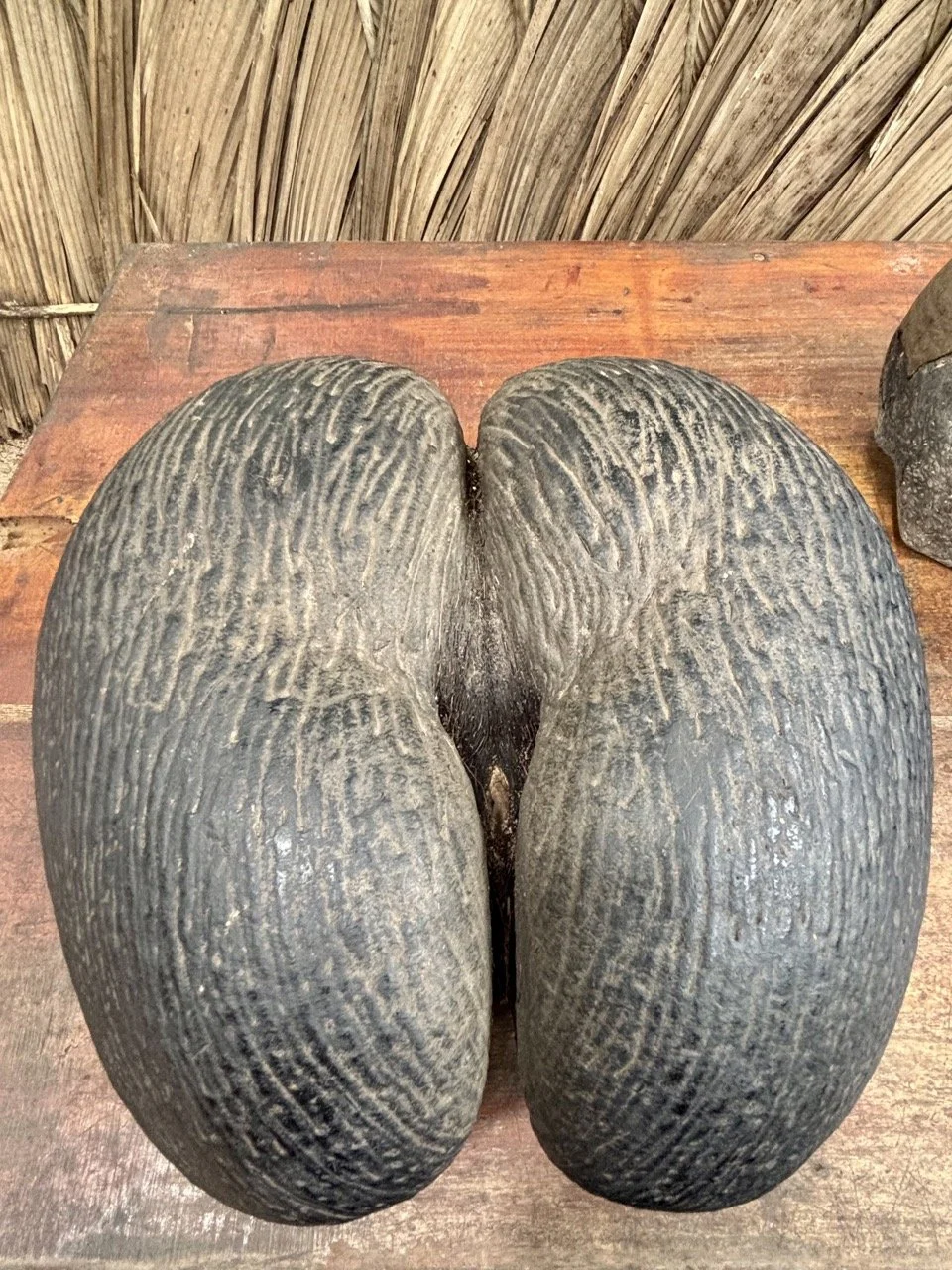 塞席爾普拉蘭島 Anse Possession 海灘，平靜海灣與熱帶植被構成幽靜自然的海岸風景。