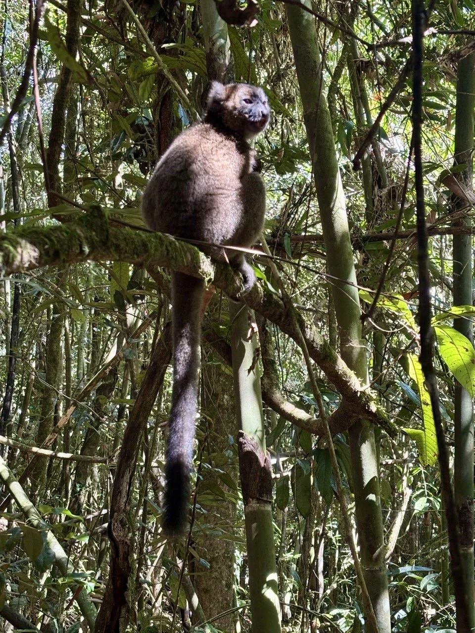 日出下的狐猴剪影與森林輪廓，黃金時刻的情緒化構圖；Lemur silhouette at sunrise — emotional golden hour composition in Ranomafana.