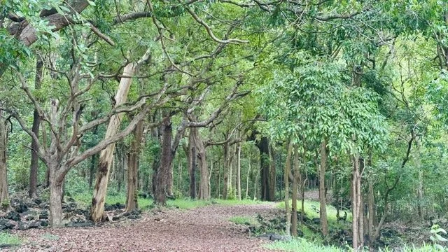 Bras D'Eau 國家公園觀鳥塔與早晨鳥群活動，生態攝影與望遠鏡觀察建議。 Birdwatching tower at Bras D'Eau National Park with morning bird activity—ecotourism and spotting scope tips.