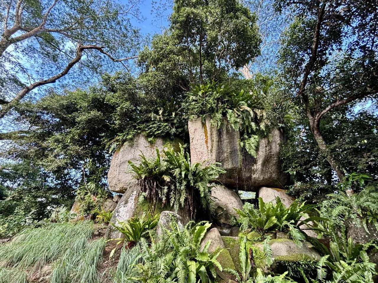 Kot Man-Ya Exotic Flower Garden 內的異國花卉與熱帶植物，適合自然攝影與馬埃島旅遊行程介紹。