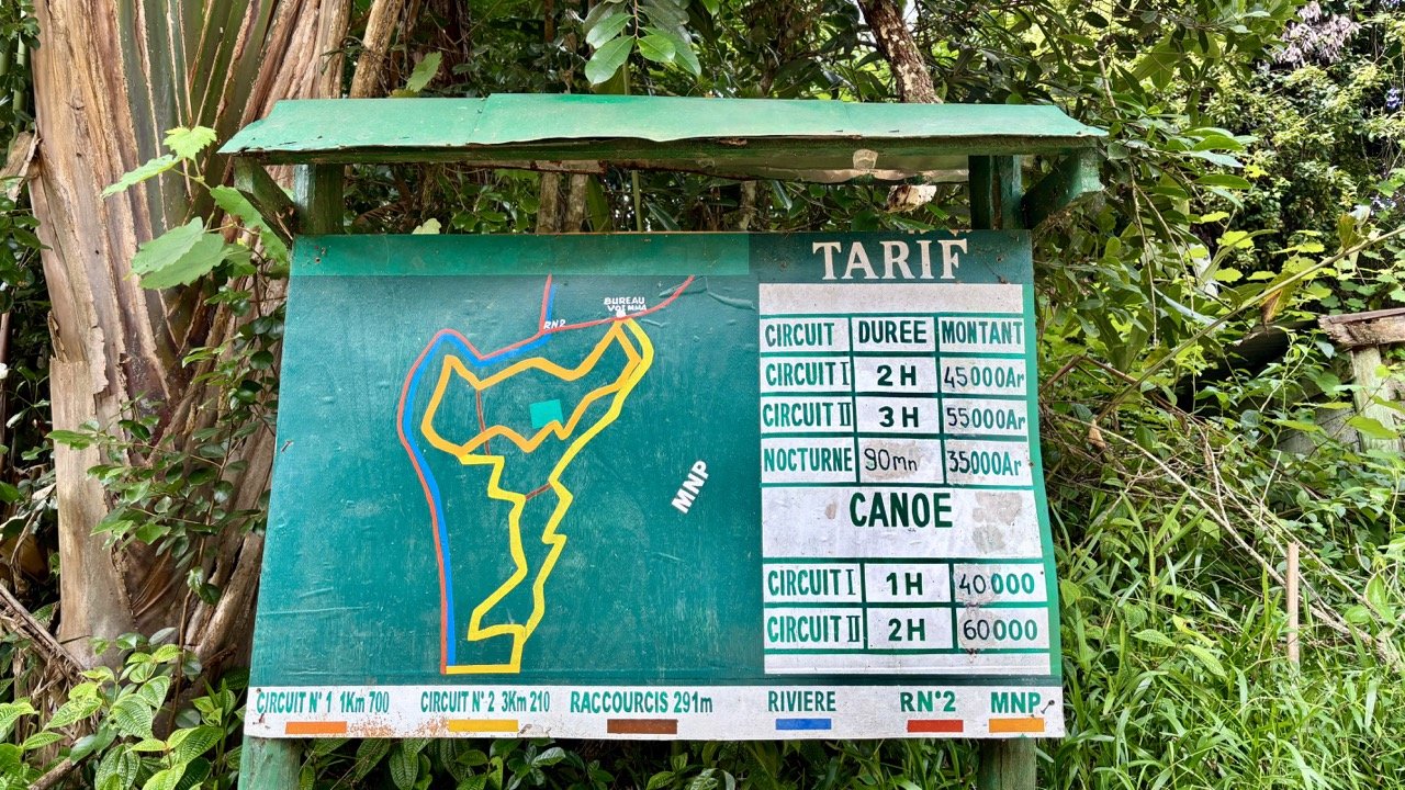 狐猴泥地足跡與追蹤生態學記錄，野外紀實細節；Lemur footprints in mud — field tracking and ecology note.