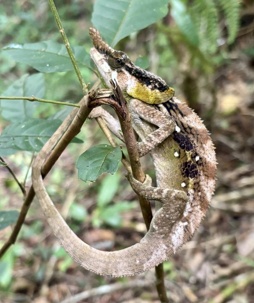導遊帶領攝影團在保護區內紀實，專業導覽提高拍攝成功率；Guide leading photography group in Andasibe reserve — expert local guidance improves results.