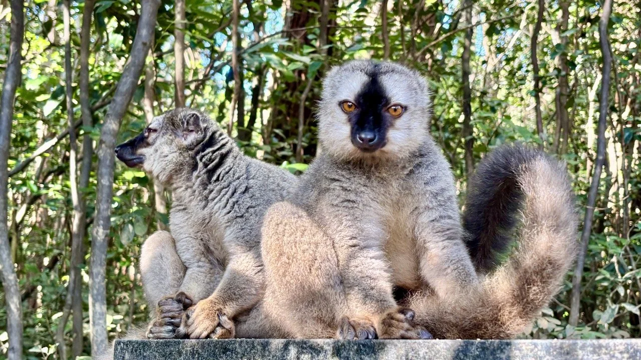 狐猴團體休憩的溫馨畫面，紀實與情感攝影素材；Lemur group resting huddle — documentary and emotive wildlife imagery.