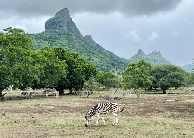 Casela 自然公園動物特寫（長頸鹿、斑馬等）與生態導覽畫面，呈現保育展示區的野生動物觀察、攝影建議（中長焦拍攝）與園區交通資訊，適合搜尋 Casela 動物園、模里西斯野生動物攝影與 Casela 門票