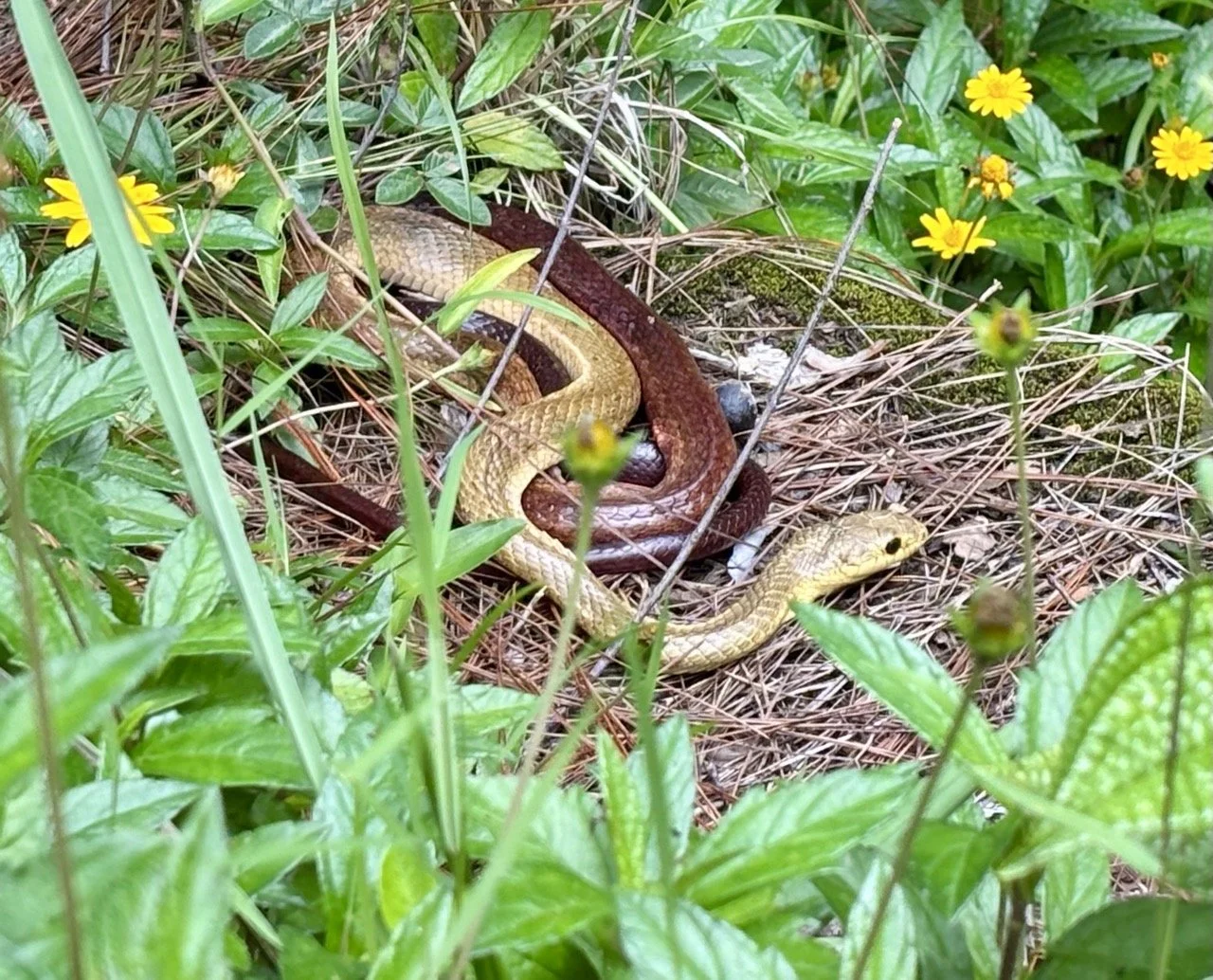 葉脈構圖與微攝影示例，自然幾何圖案呈現；Macro leaf vein patterns — natural geometry and micro composition.
