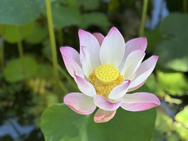 Pamplemousses 植物園（Sir Seewoosagur Ramgoolam Botanical Garden）巨型睡蓮池近拍，清晰呈現 Victoria amazonica 葉片與倒影，是模里西斯拍照打卡與植物學愛好者必訪景點