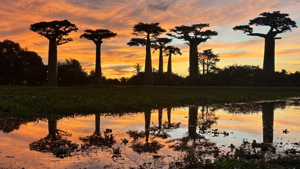猴麵包樹大道日落剪影，Morondava 代表性景觀與攝影熱點；Avenue of the Baobabs sunset silhouette, iconic Morondava photo spot.