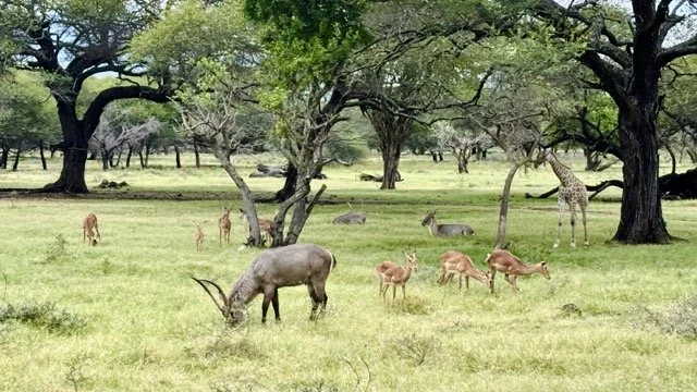 Casela Nature Parks 獅子互動體驗（Lion Walk）現場畫面，遊客在導師監控下近距離觀察獅子並學習保育知識，展現模里西斯動物互動活動與保育教育