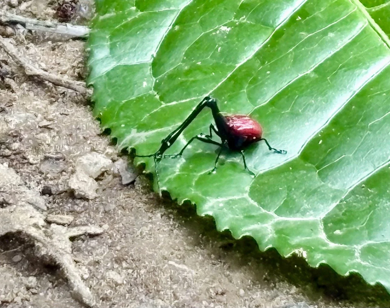 雨滴在樹葉上形成的圖案與紋理，抽象自然微攝影靈感；Rain patterns on leaves — abstract nature micro photography in Andasibe.