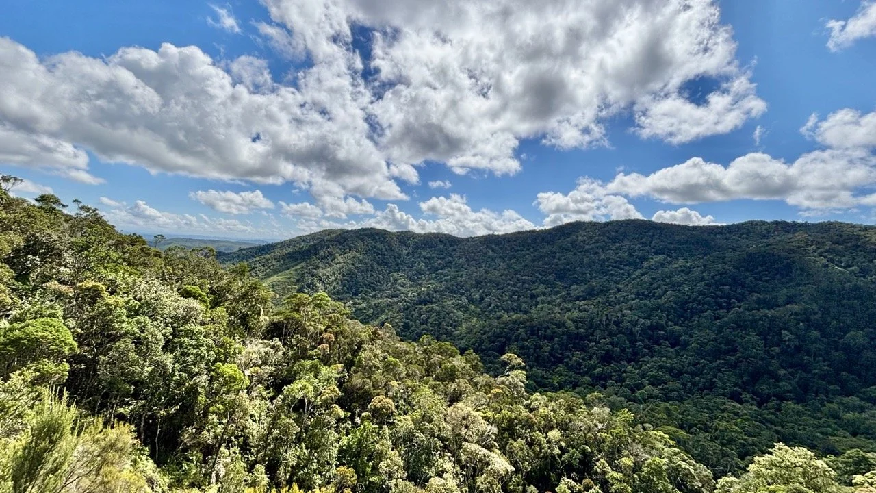 清晨霧氣中的雨林氛圍，氛圍攝影與濕潤光線示例；Early morning fog in the rainforest — atmospheric shots and wet light in Andasibe.