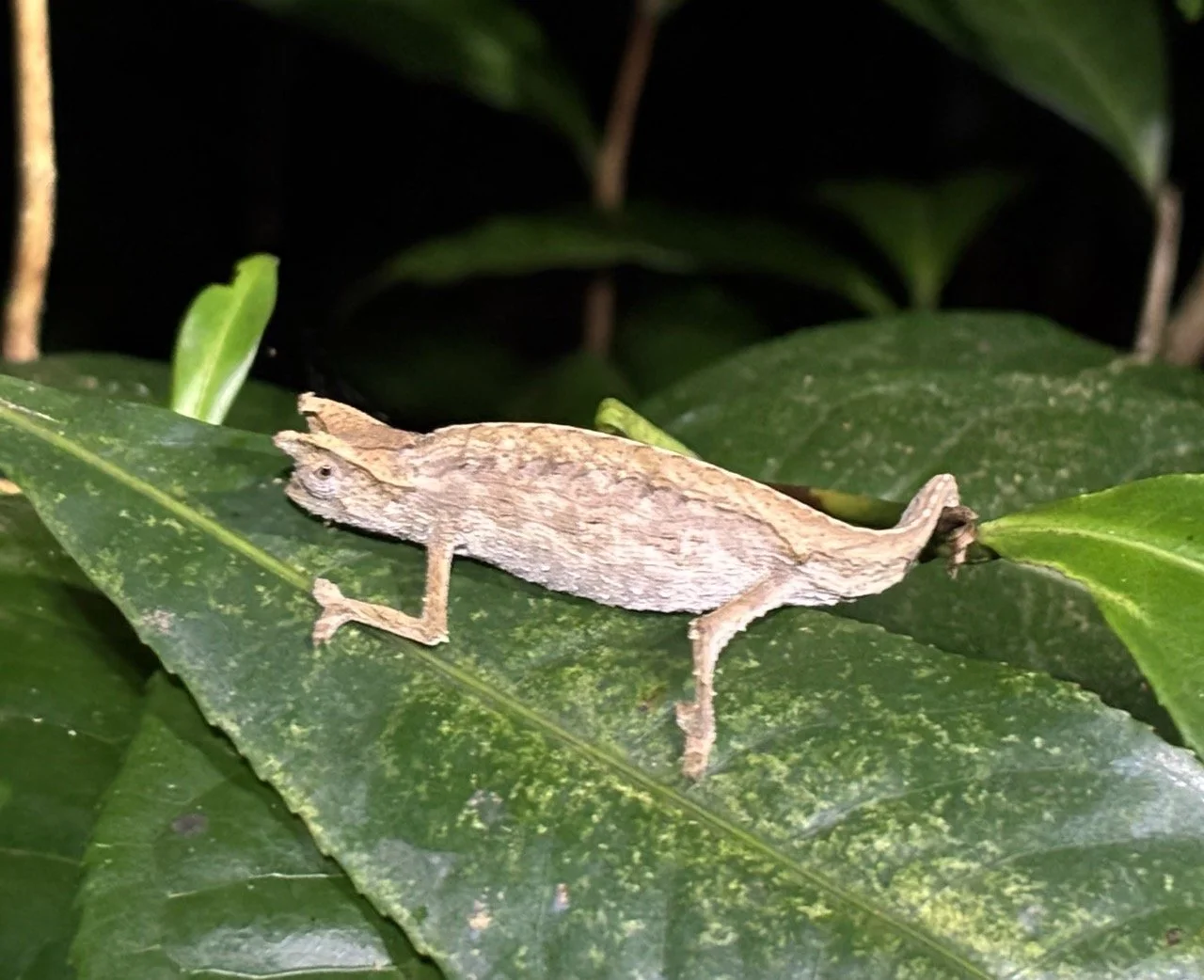 葉面露珠微距與反射，雨林微景觀攝影靈感；Leaf dew macro and reflections — rainforest micro‑landscape inspiration.