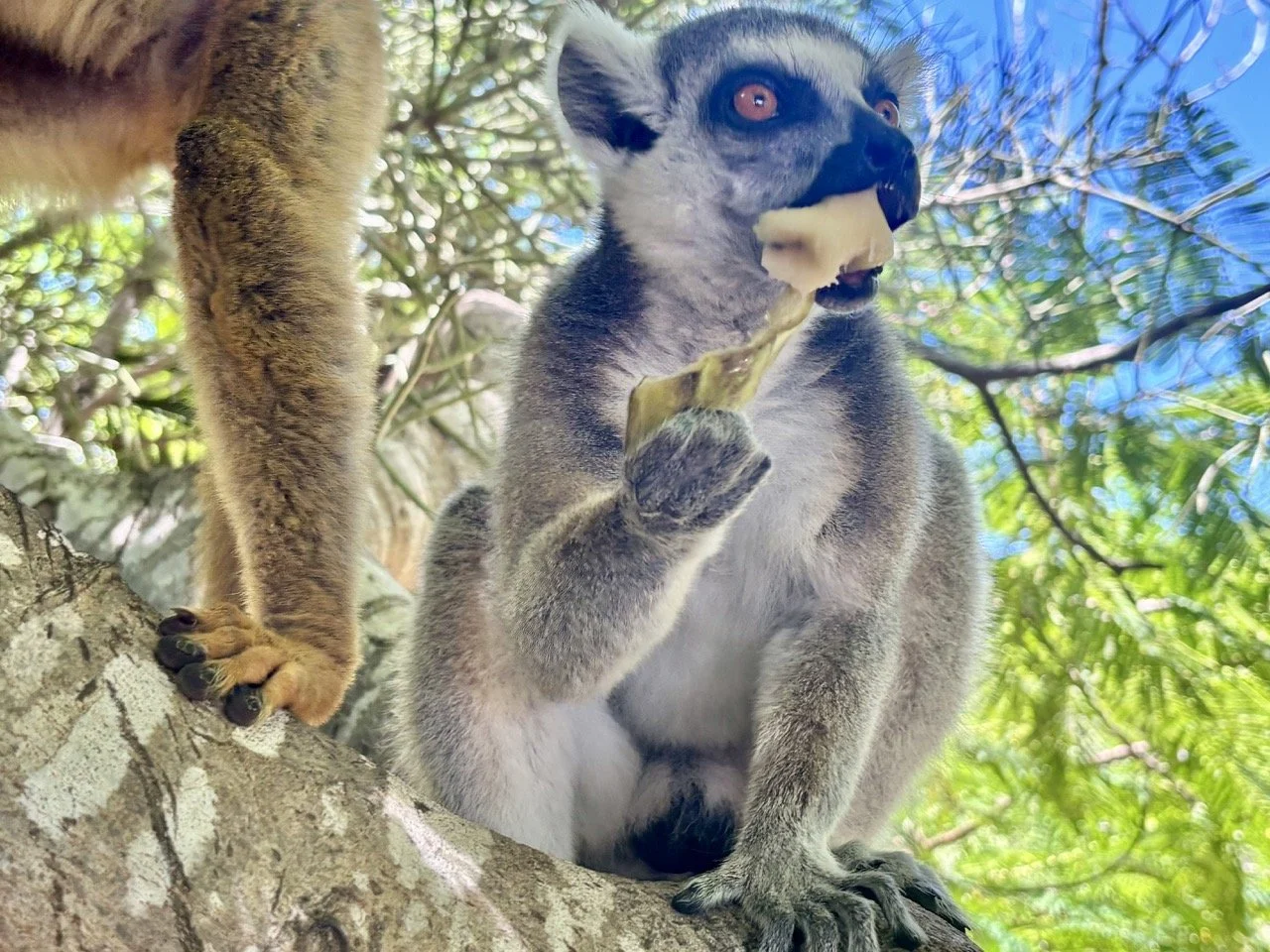 狐猴覓食行為紀錄（近距離觀察），適合生態導覽與學術分享，關鍵字：lemur feeding、Madagascar wildlife；Lemur feeding behavior documentation (close observation), great for eco-tours and academic sharing — keywords: lemur feeding, Madagascar wildlife.