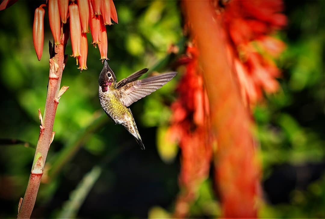 Anna's Hummingbird at Arlington Garden, Pasadena
.
.
Fuji XT3 
Fujinon 90mm f/2 .
.
#hummingbird #wildlife #birdingphotography #nectar #annashummingbird #birding #birdwatching #wildlifephotography #amateurphotographer #fujifilm #filmsimulation #digit