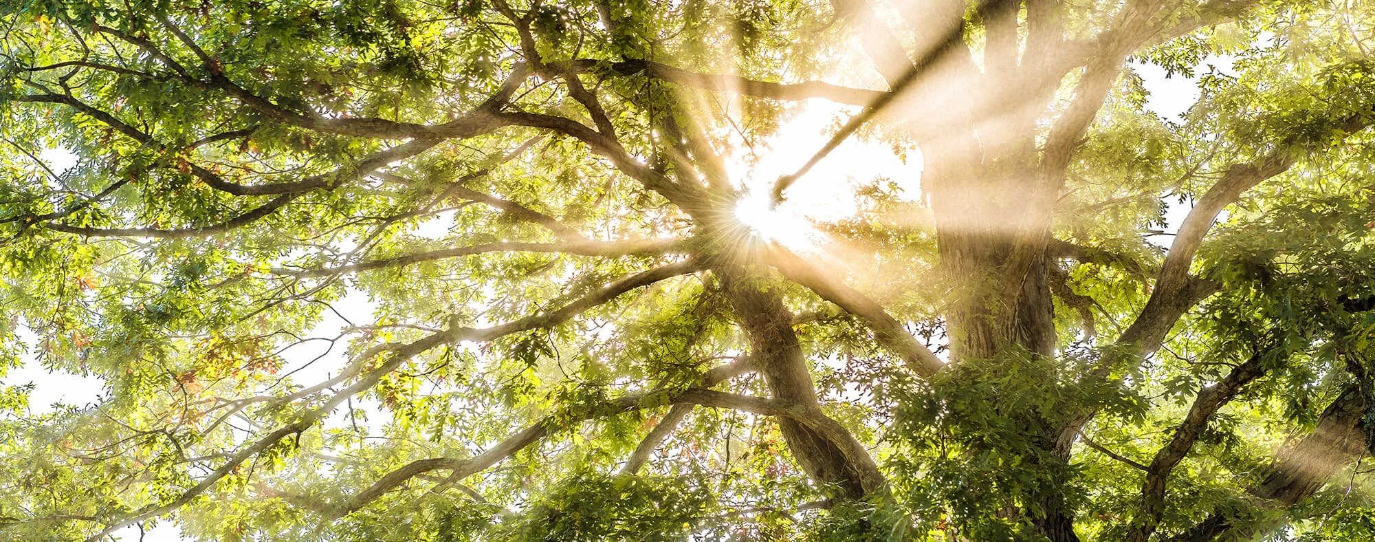 La Fondation LAccolade est un des signataires du Manifeste de la Coalition Françaises des Fondations pour le Climat.