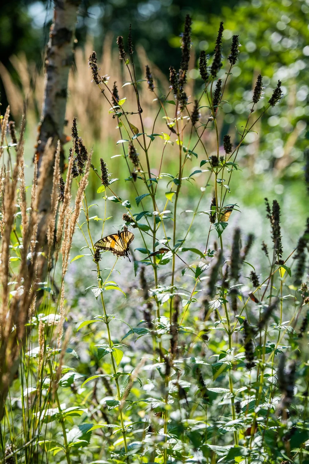 Plants are pollinator-friendly as shown by this  Tiger Swallowtail.