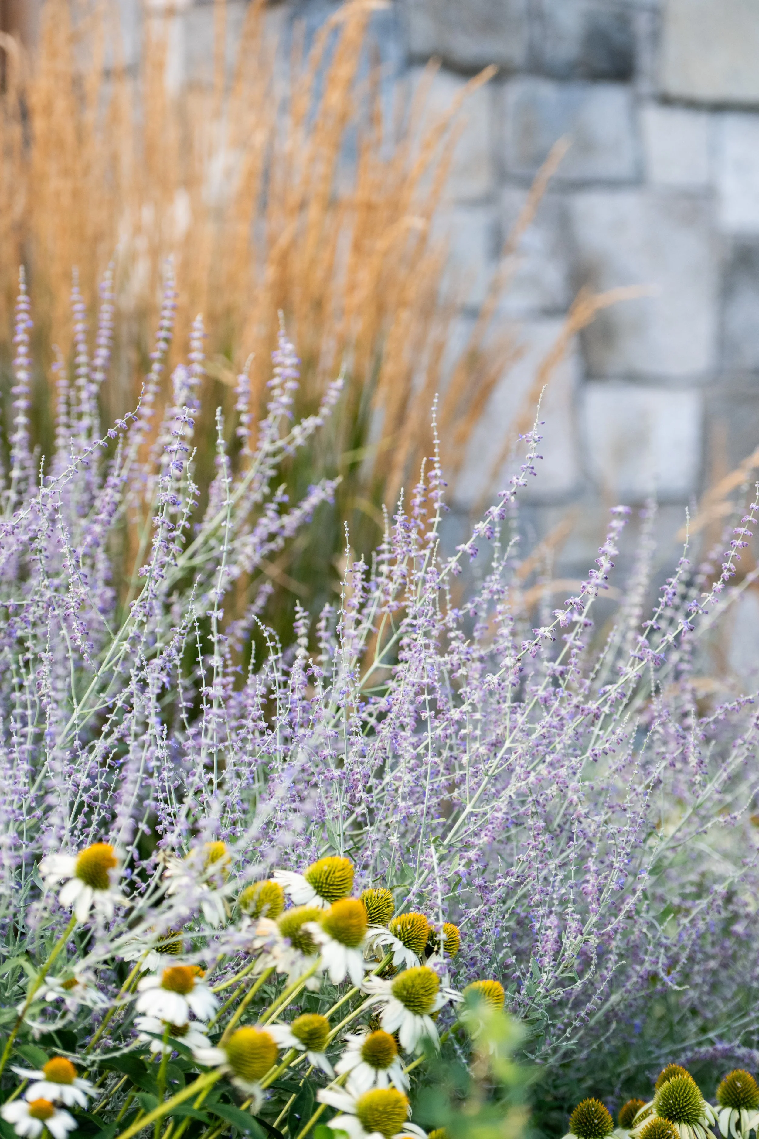 Naturalistic modern planting in Bel Air, Maryland, by FORM Garden Design.