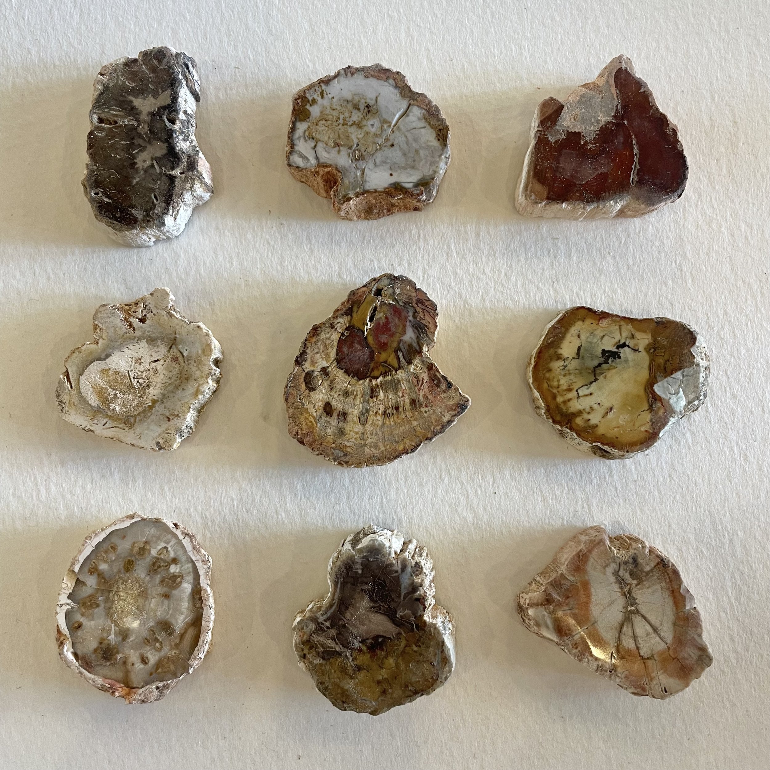 Petrified Wood slices