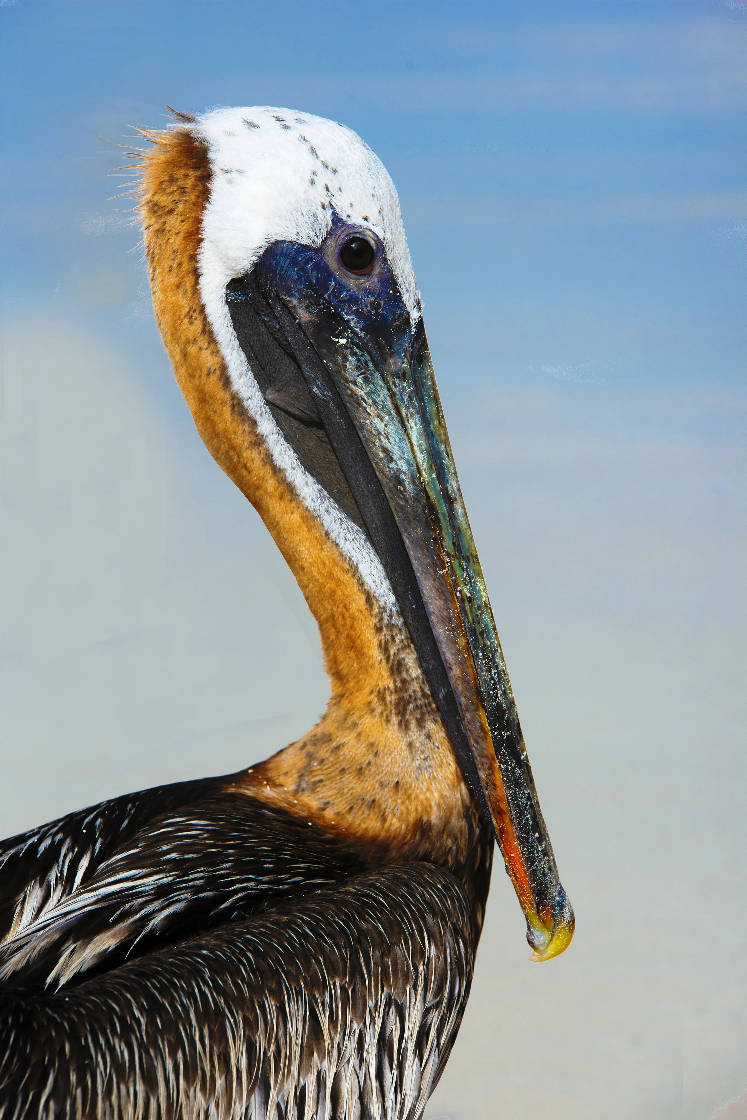 I'm a BROWN PELICAN and I live in Tulum, Mexico