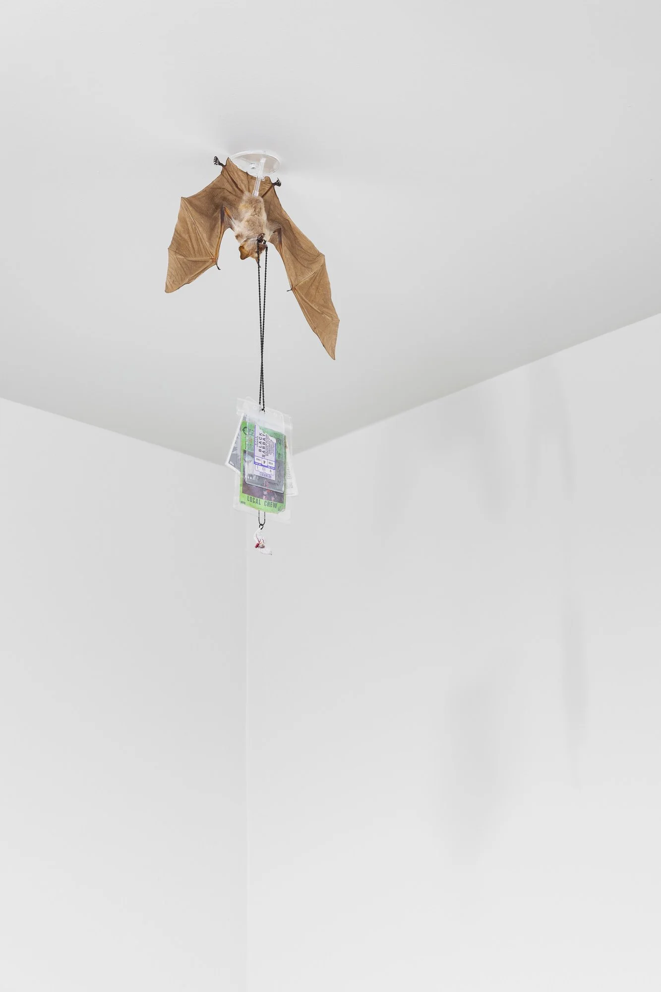 ₍^. .^₎⟆ ~&~ /|\ ^._.^ /|\, 2025, exhibition installation view