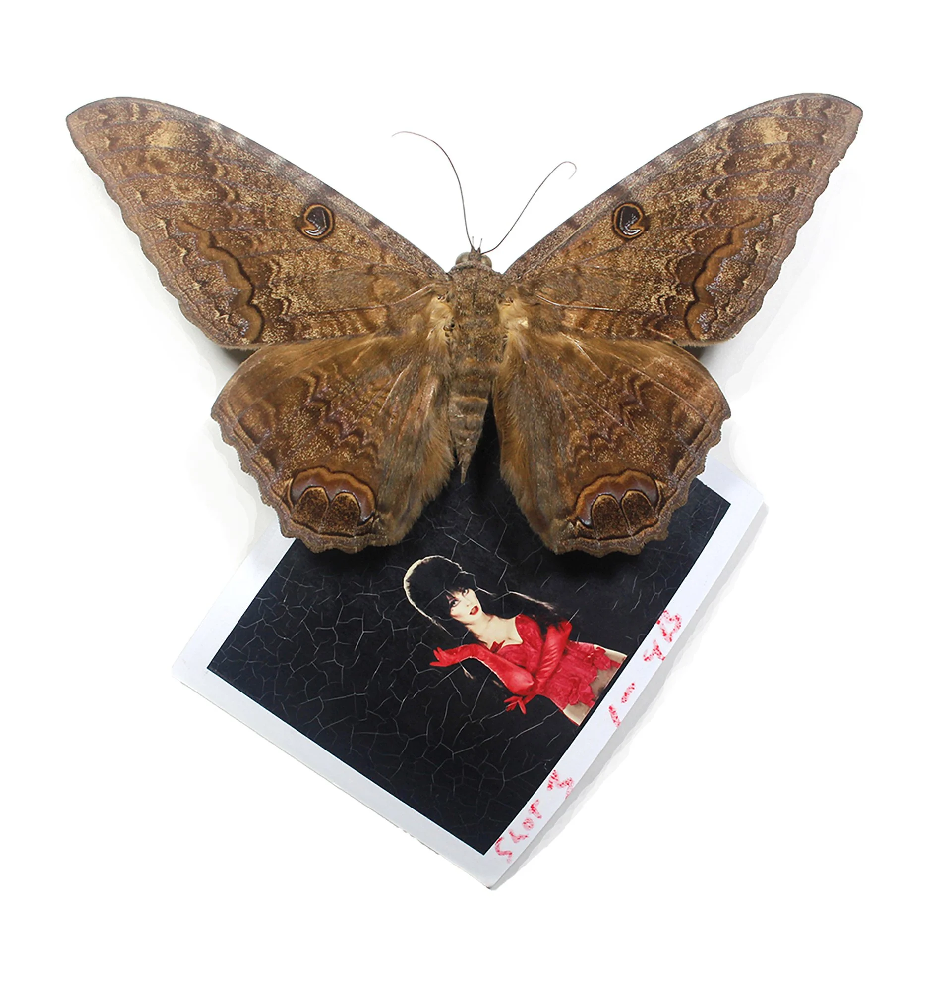 Cassandra. a black witch moth (ascalapha odorata) and original studio Polaroid of Elvira circa 1980. 6 x 6 x 1 inches. 