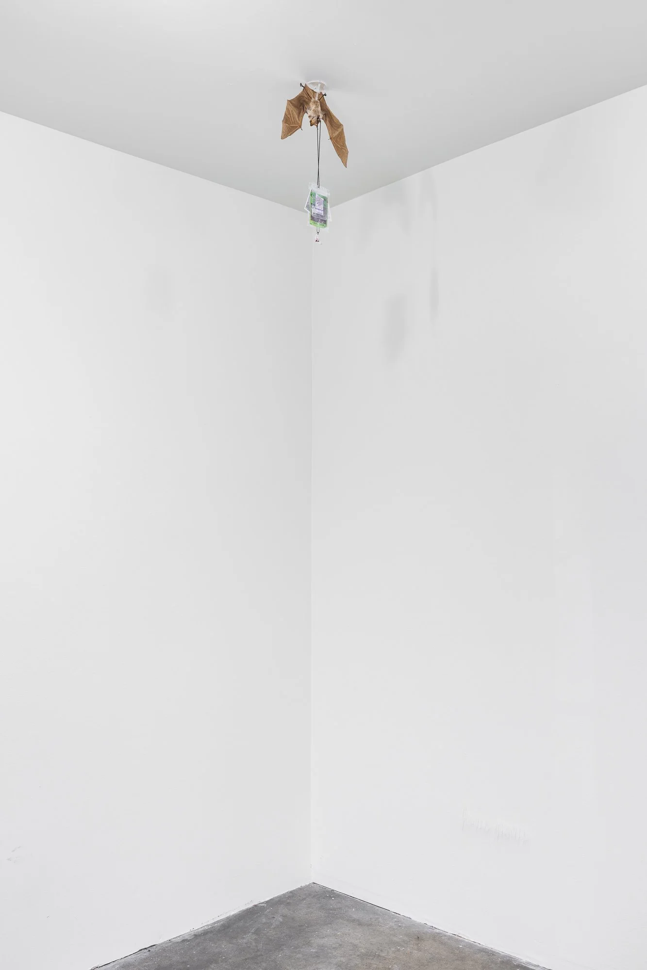 ₍^. .^₎⟆ ~&~ /|\ ^._.^ /|\, 2025, exhibition installation view
