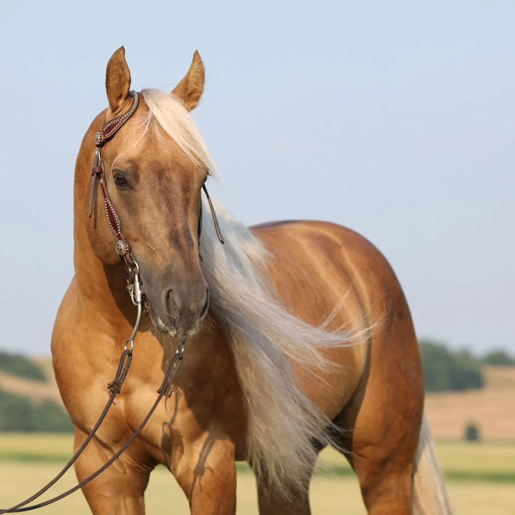 What is Horsehair Trim?