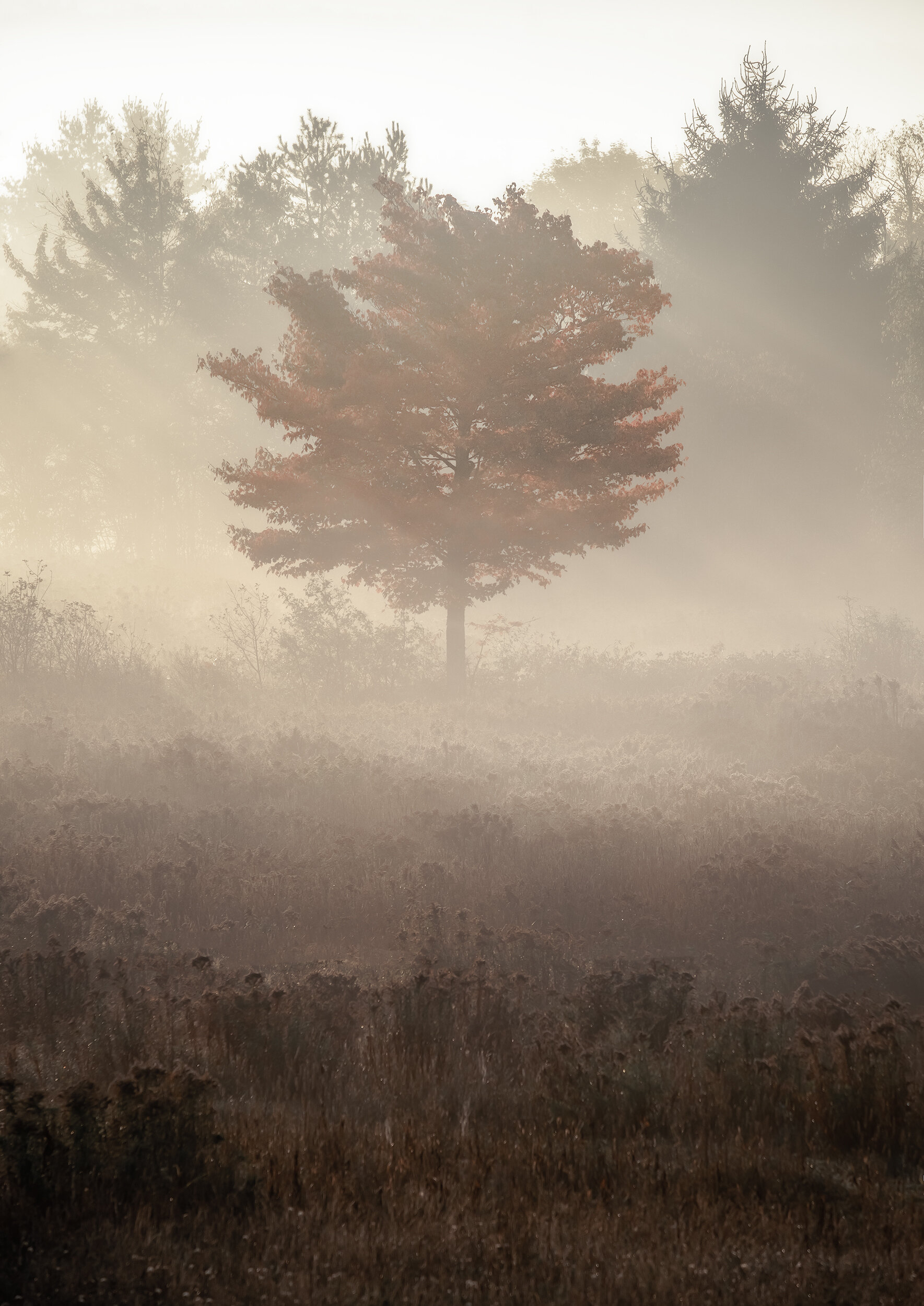 Z3P_Adirondacks_New_York_Fall_Tree.jpg