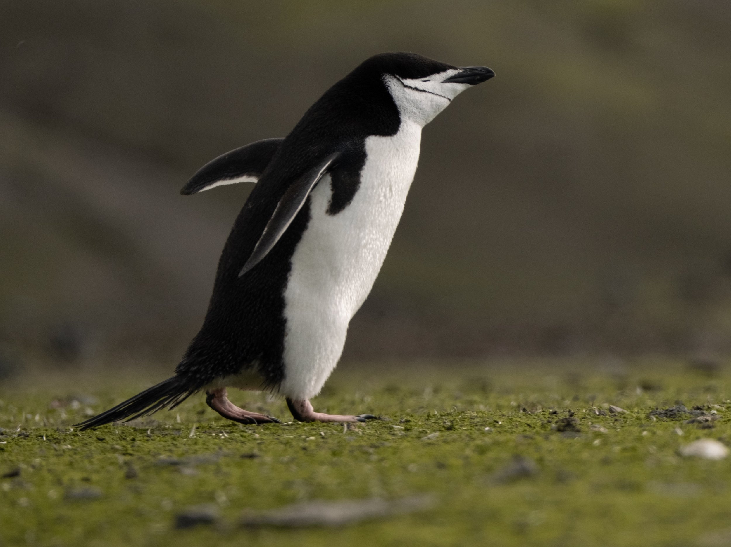 Mikael.Hard-52 2.jpeg