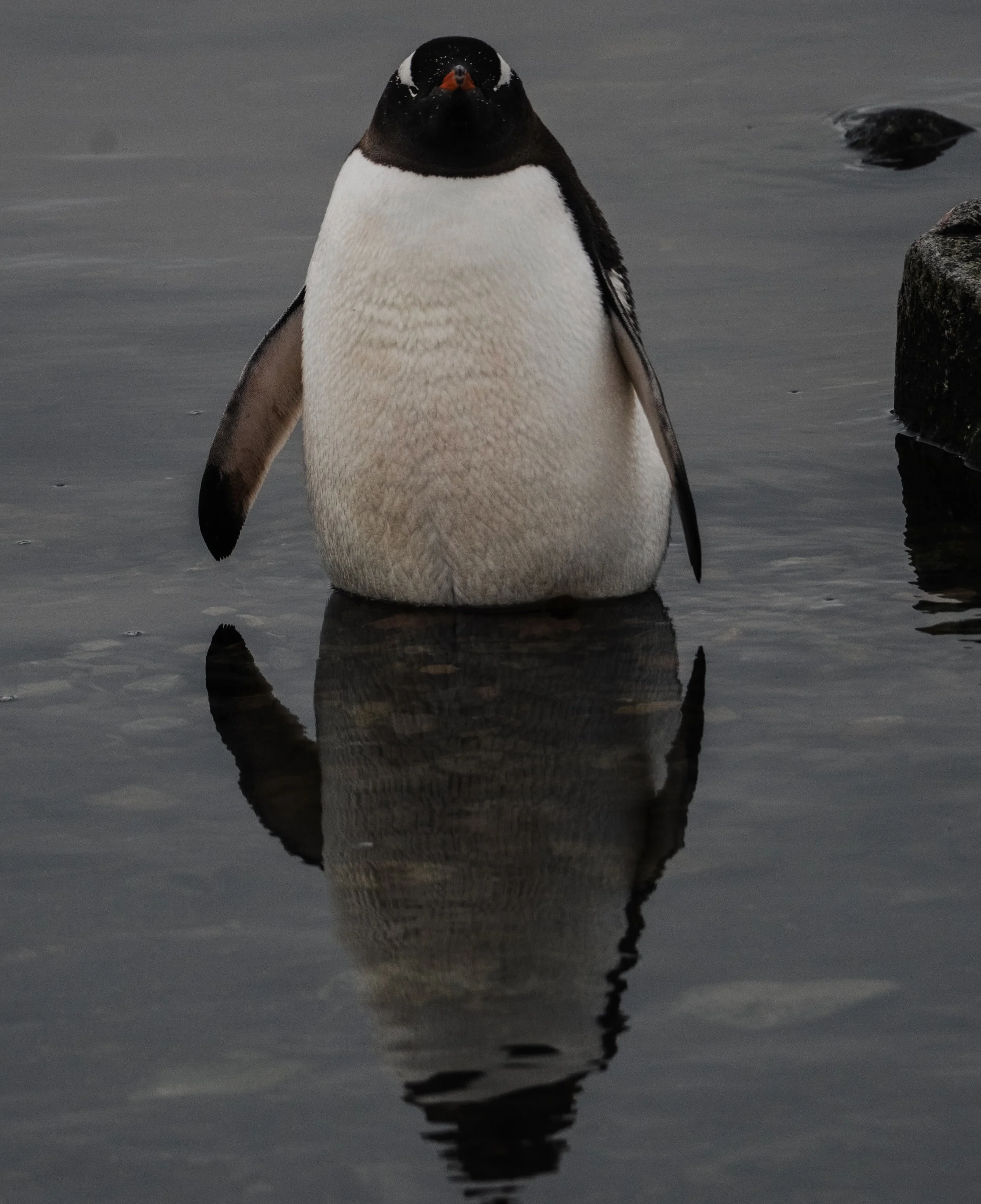 Mikael.Hard-48 2.jpeg