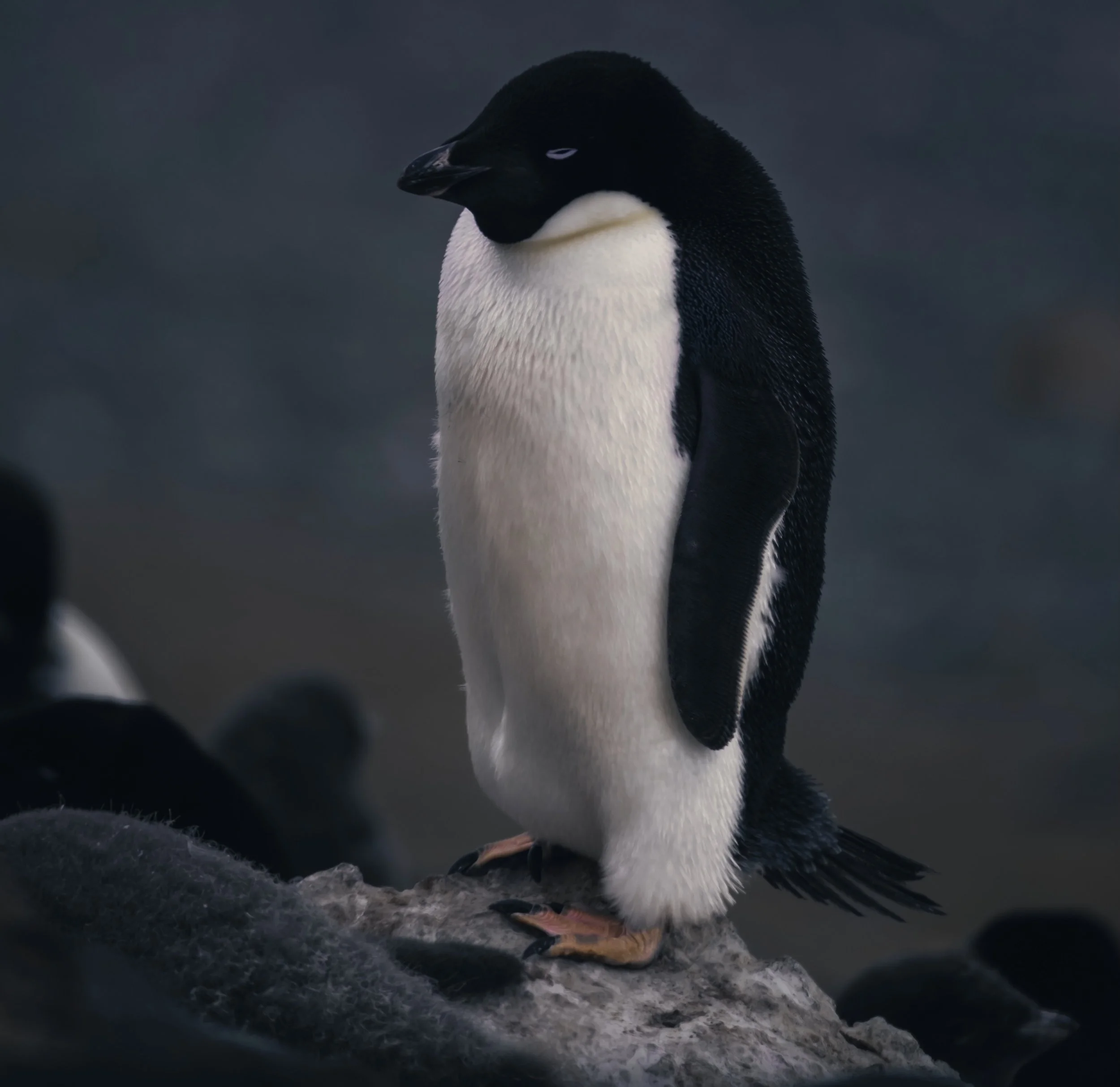 Mikael Härd-11.jpeg