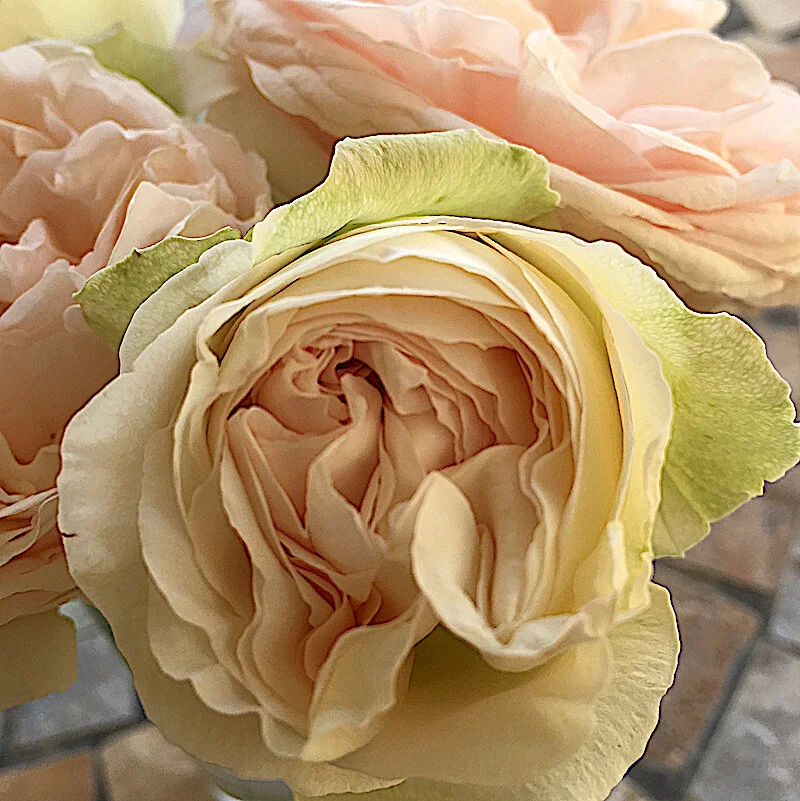 Italy cottage rose.jpg