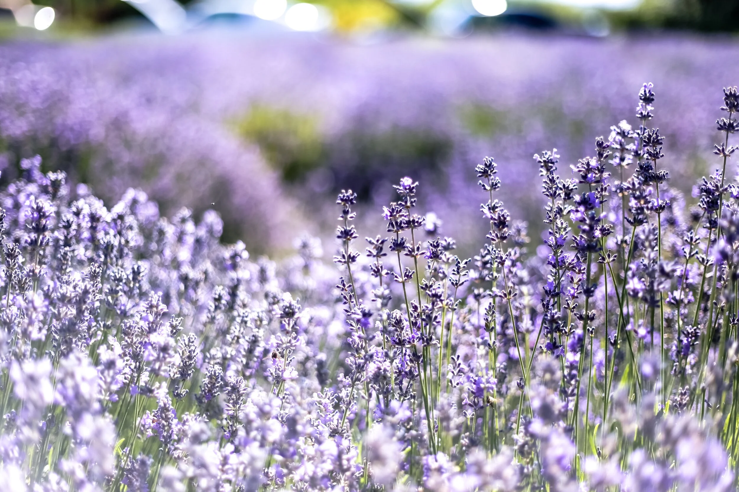 lavender-field-2624543.jpg