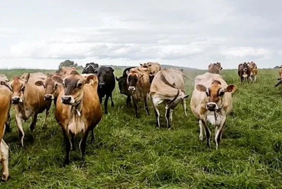 (NY) Driving Efficiency in Dairy & Exploring the Irish Experience
