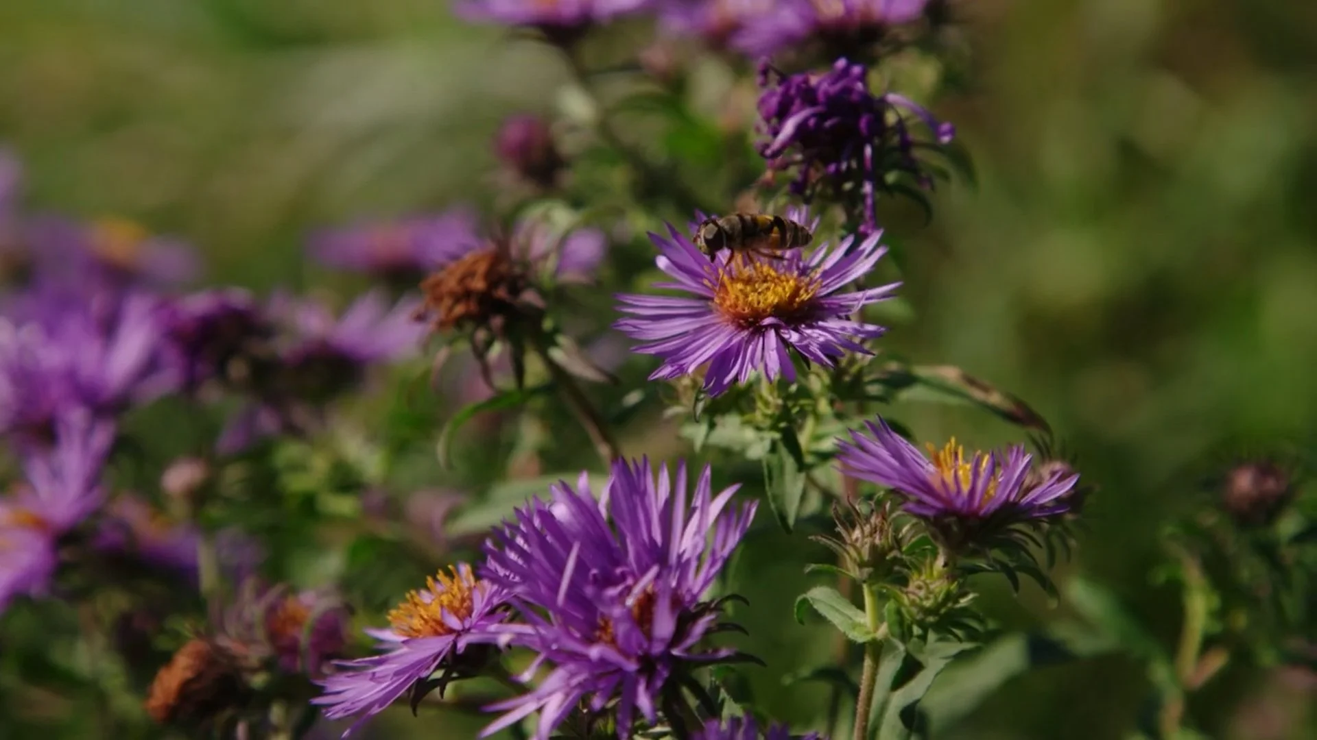 Hayland and Pasture Management for Conservation & Birds