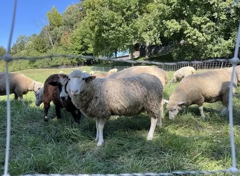 Water Quality & Biodiversity Protection on a Grazing Farm