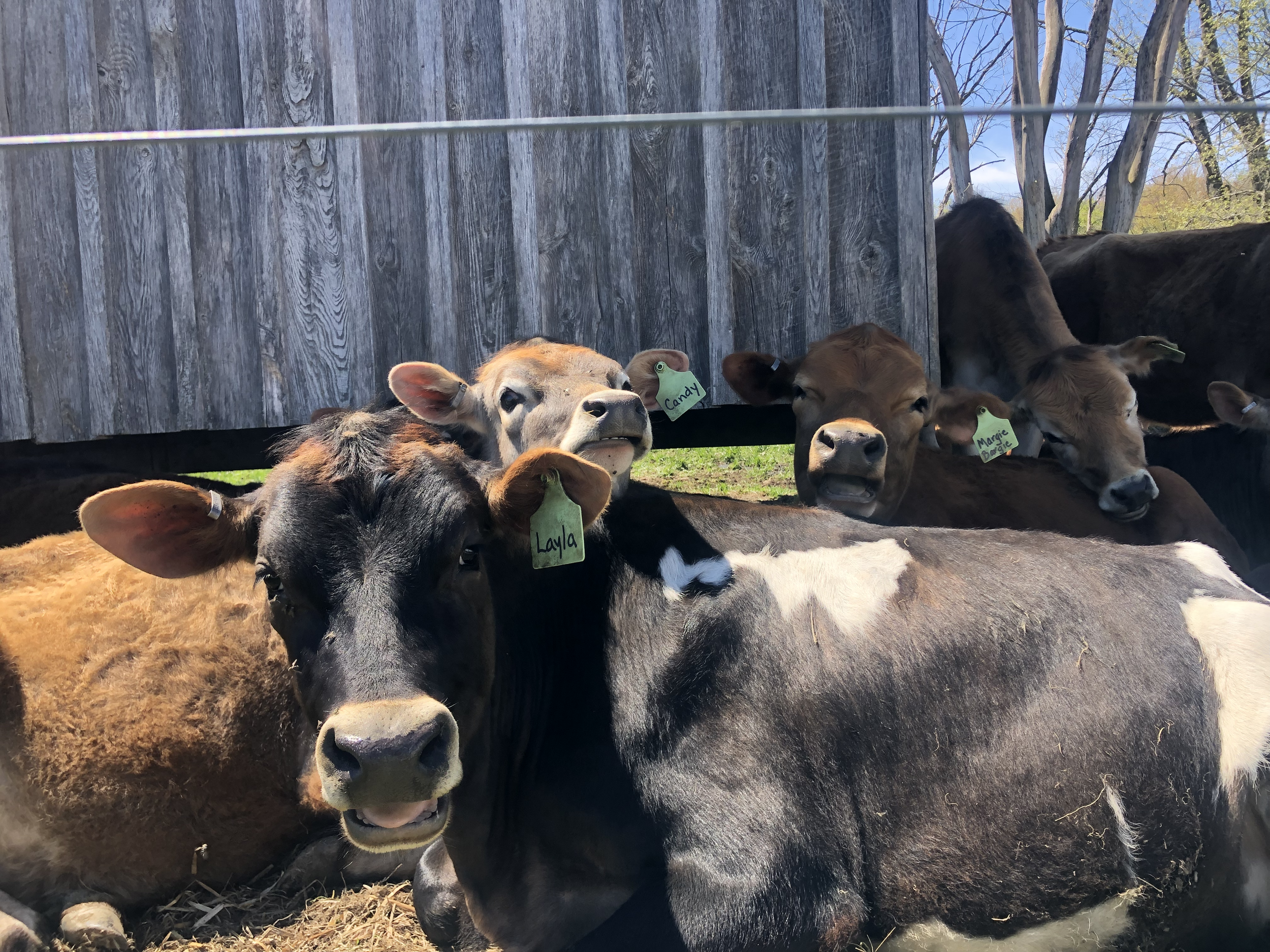 Diversifying Dairy: Grazing, Agritourism, and Value-Added Innovation