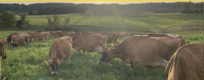 Resource Recovery in Action: Recycling Water for Pasture Irrigation