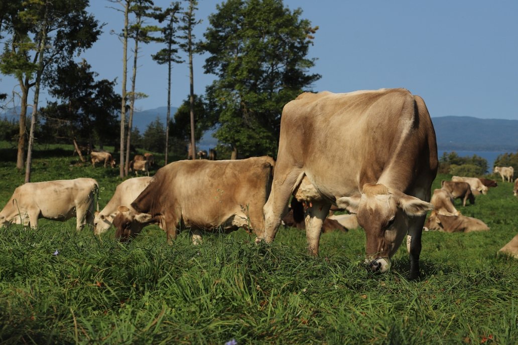 What's the Buzz with Grazing?