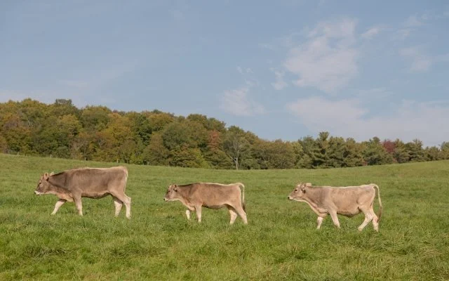 Pasture Walk and Picnic at Shelburne Farms