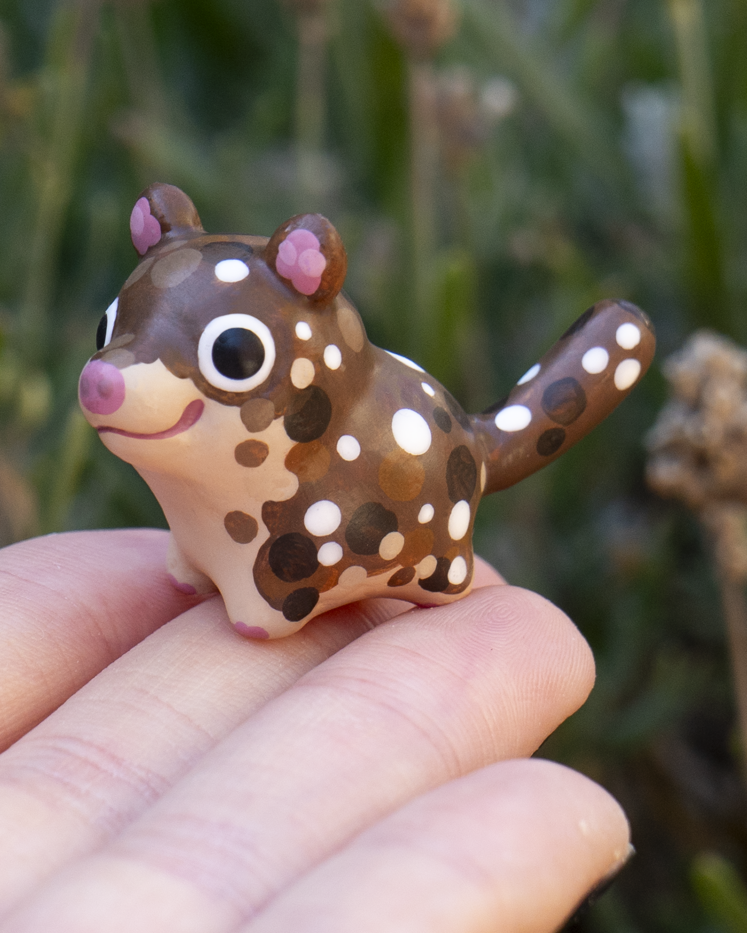 SPOTTED QUOLL C