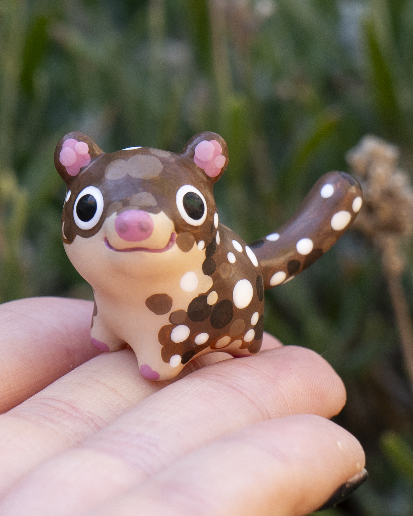SPOTTED QUOLL B