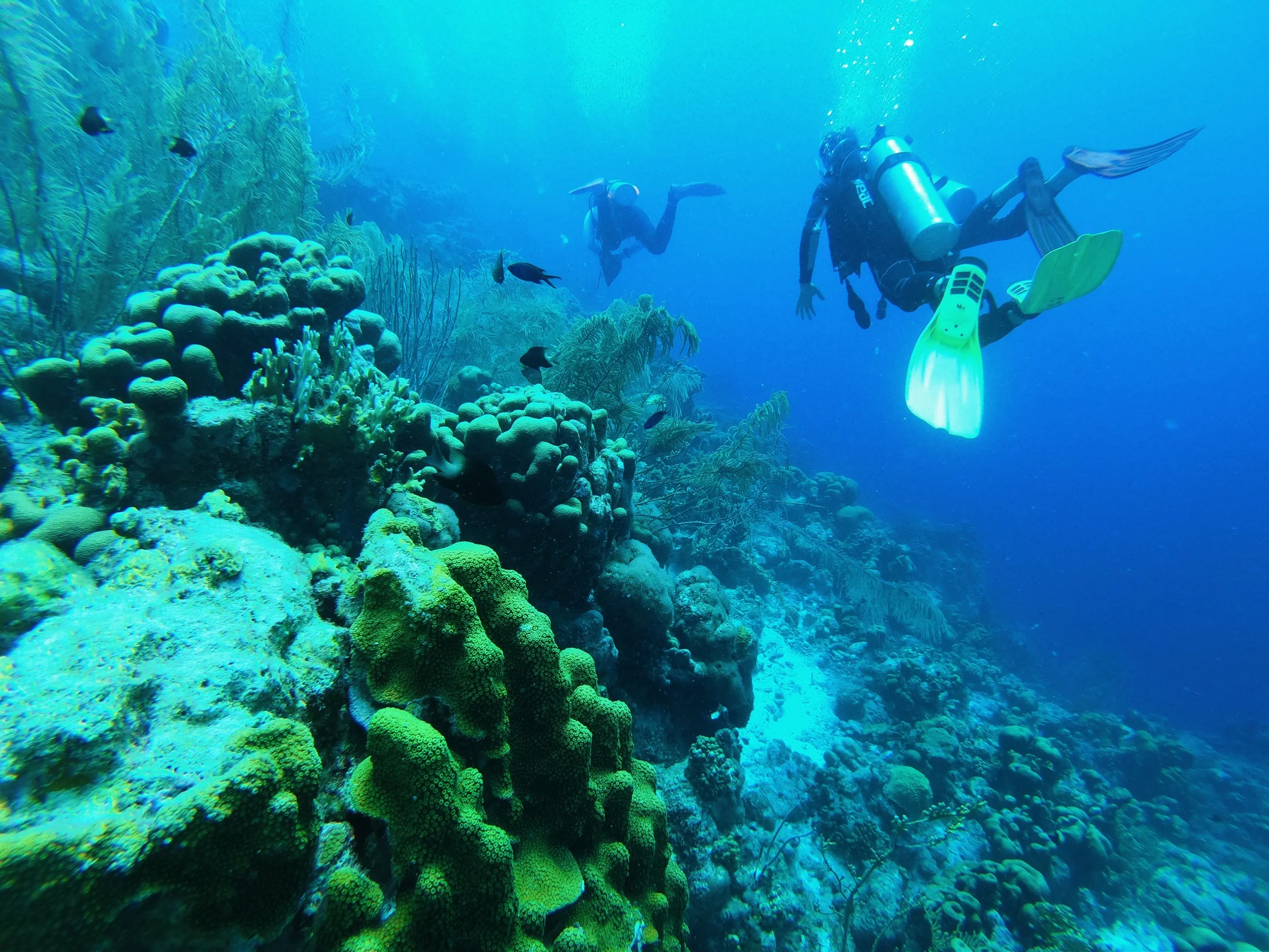 DIVING FOR A DIFFERENCE: MARINE CONSERVATION EDUCATION