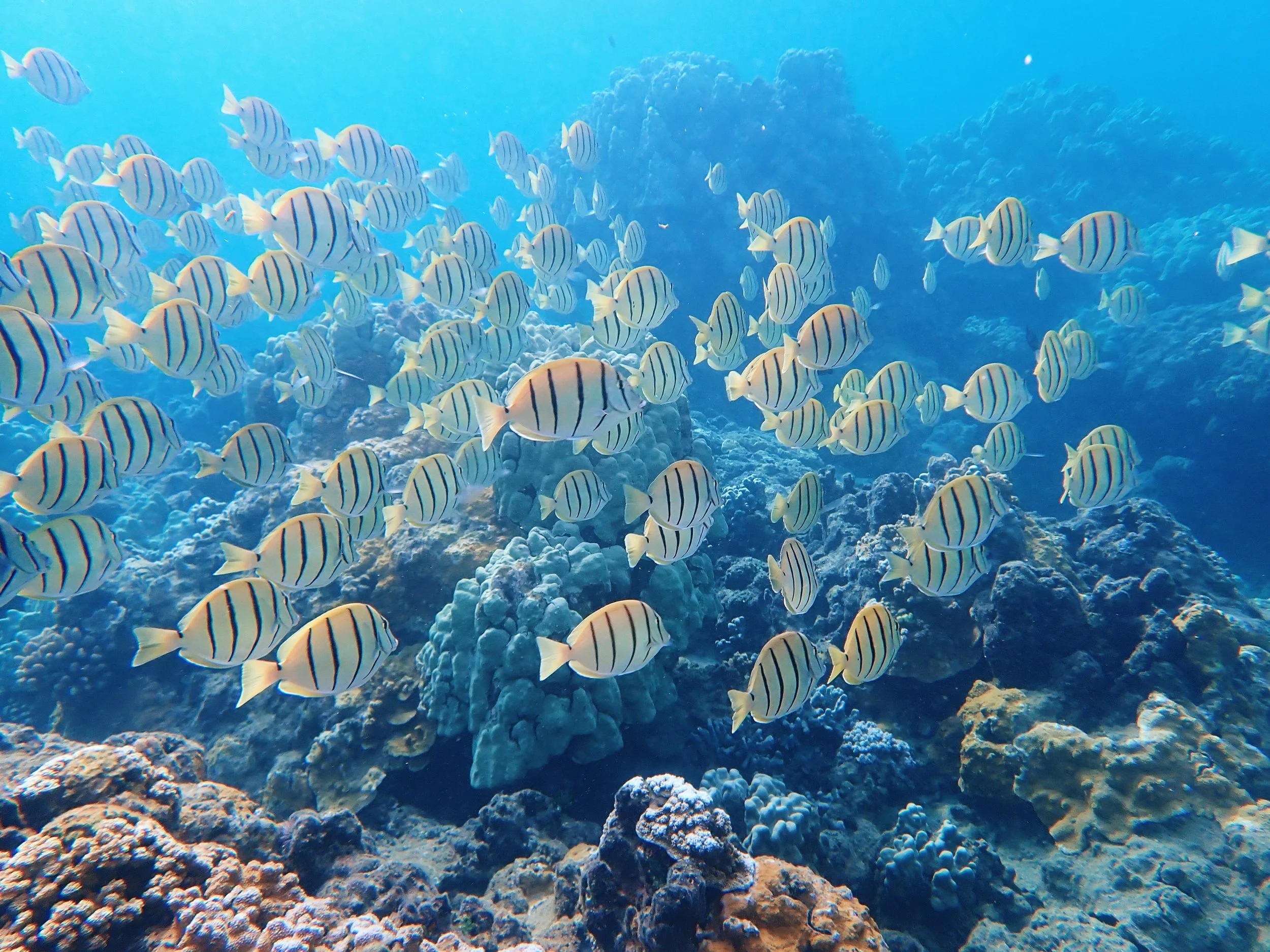 KEEPING OUR REEFS SAFE: NEED TO KNOW