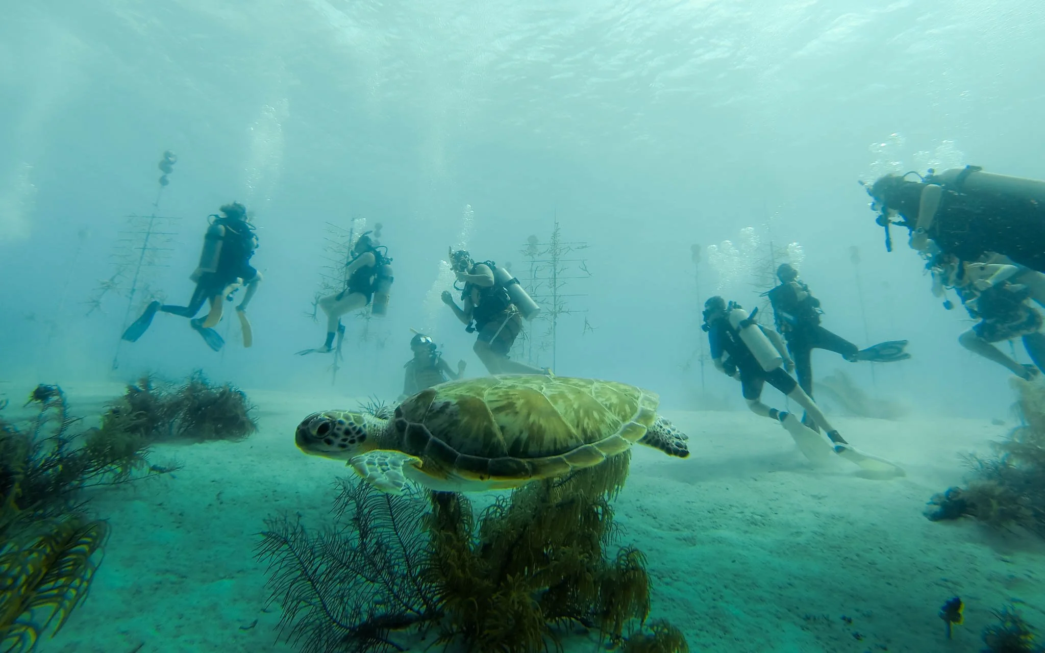 Scuba Trips
