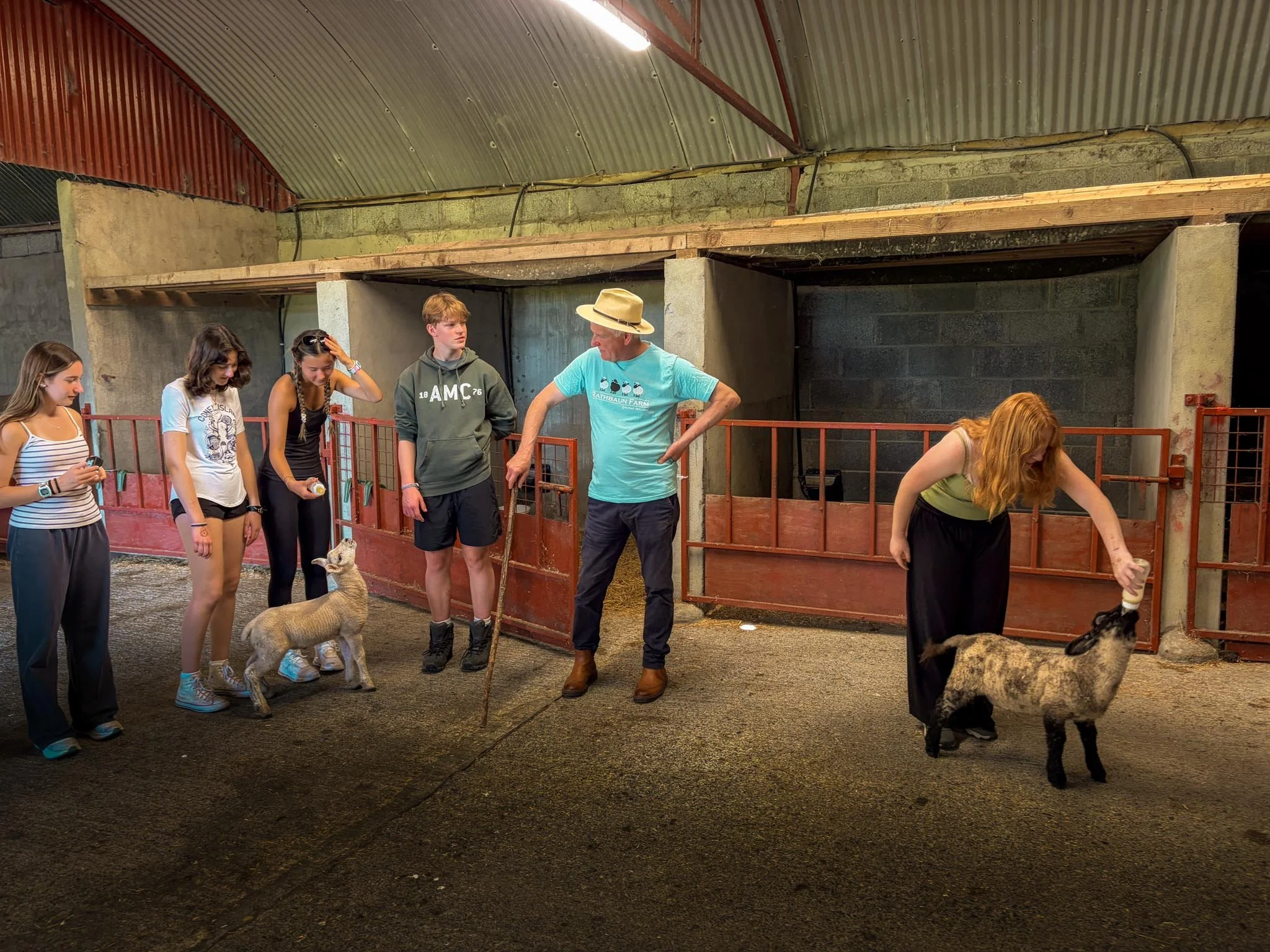  Bottle-feeding lambs on an Irish farm. 