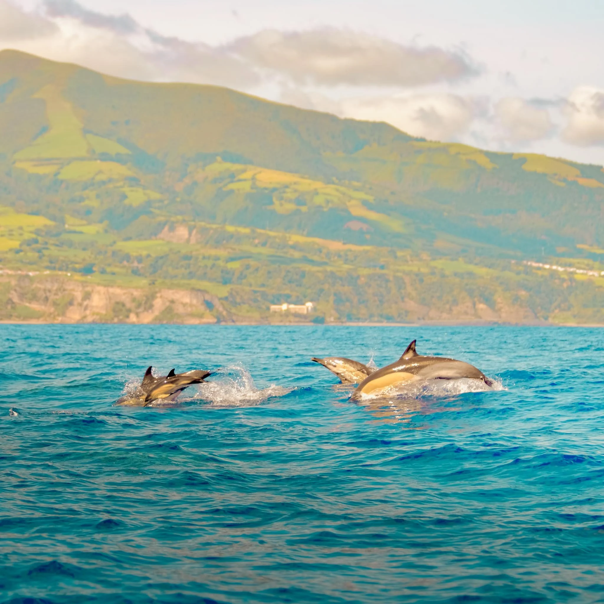 Day 11: Dolphin Boat Trip with Marine Biologists