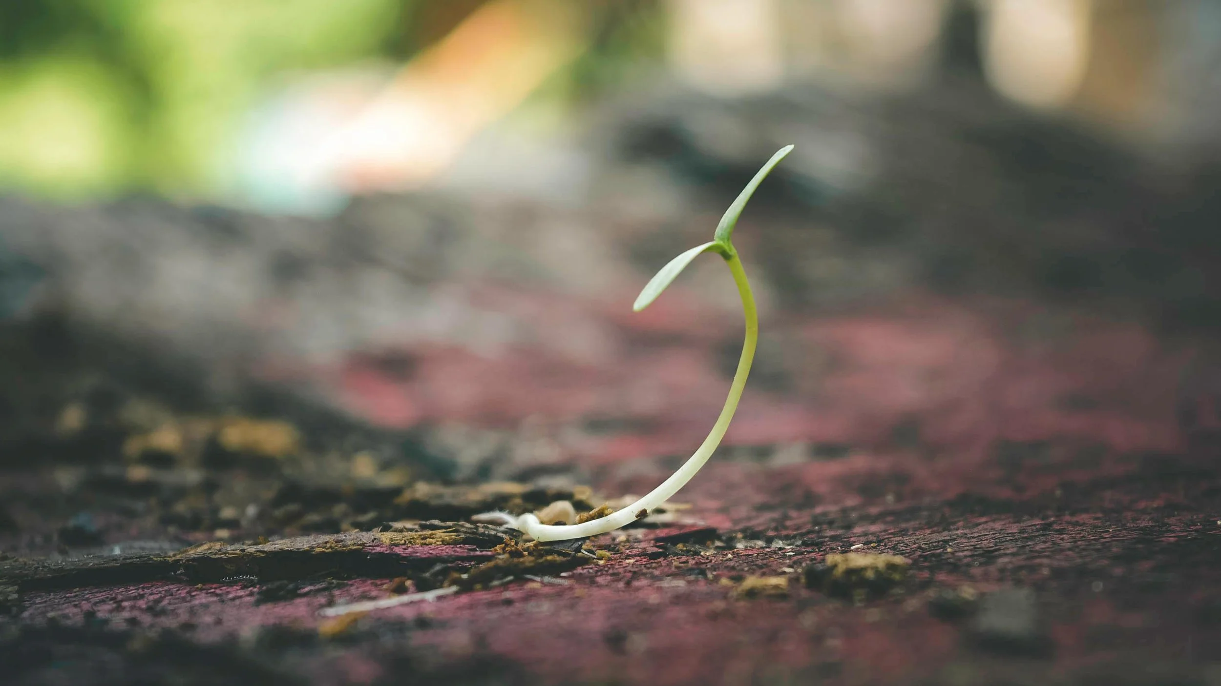 5 Steps to Start a Catholic Young Adult Ministry
